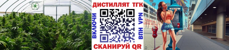 MEGA   купить   Тырныауз  ТГК концентрат 